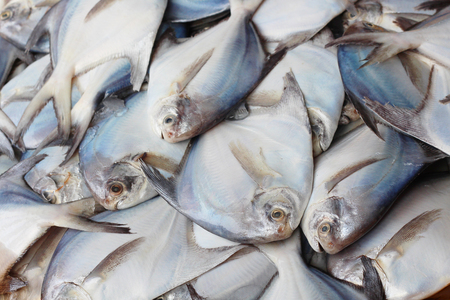 plenty of white pom-fret in the market for sell