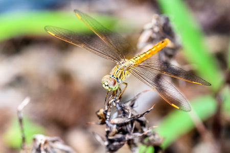 closeup macro dragonfly hold on a branch of treeの写真素材