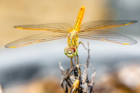 closeup macro dragonfly hold on a branch of tree