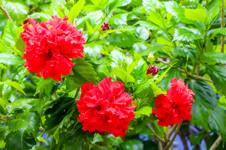 close up red paper hibiscus big flowerの写真素材
