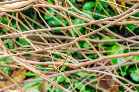 close up small branch as a texture backgroundの写真素材