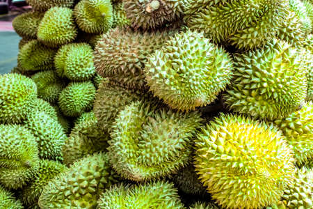Durian fruit, King of fruits,  Southeast Asia as the "king of fruits", Thai Fruits : Durian, the Controversial King of Tropical Fruitsの写真素材