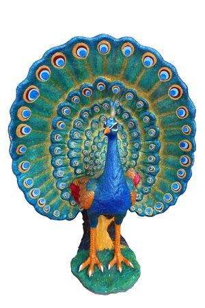 Isolated of the colorful peacock  in white backgroundの写真素材