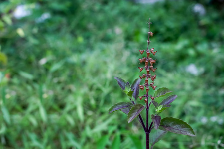 close up red basil flower on red basil treeの写真素材