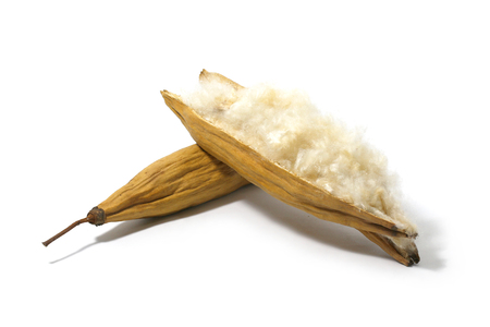 Kapok, Ceiba pentandra or White silk cotton tree( Ceiba pentandra (L.) Gaertn. Wong) Bombacaceae. kapok seeds with white fiber for making pillow isolated on white backgroundの写真素材