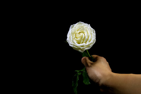 High contrast of black and white of hand holding the white rose on black backgroundの写真素材