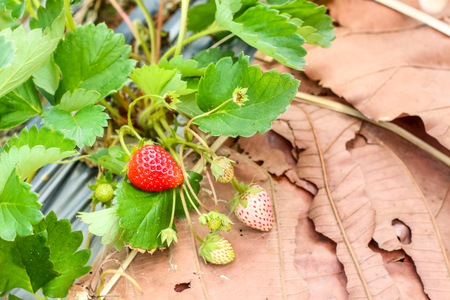 Closeup of red strawberries with planting strawberryの写真素材
