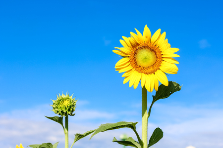 Closeup beautiful sunflower over the beautiful blue skyの写真素材