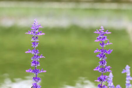 Closeup blue salvia flower meadow in the gardenの写真素材