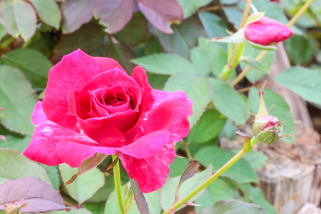 Close up single simple of red rose in the gardenの写真素材