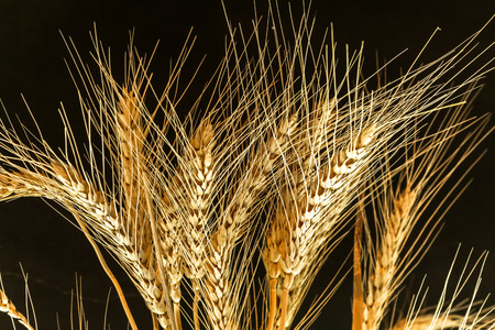 Closeup Ear wheat on black background with copy spaceの写真素材