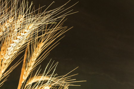 Closeup Ear wheat on black background with copy spaceの写真素材