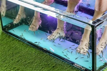 Fish spa feet pedicure skin care treatment with the fish rufa garra, also called doctor fish, nibble fish and kangal fish.の写真素材