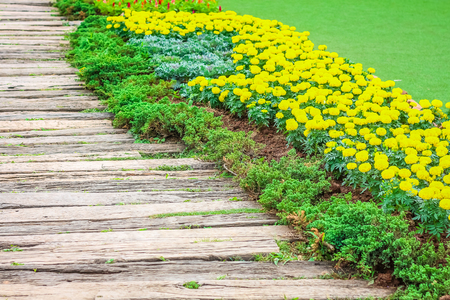 Closeup yellow flower with the walkway pathの写真素材