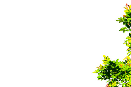 Isolated simple normal tree on white backgroundの写真素材