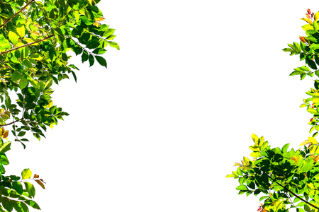 Isolated simple normal tree on white backgroundの写真素材