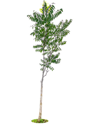 Isolated simple normal tree on white backgroundの写真素材