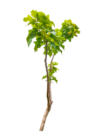 Isolated simple normal tree on white backgroundの写真素材