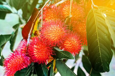Plenty of rambutan on the tree with light flareの写真素材