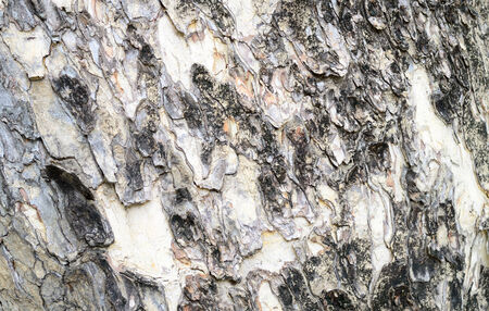 tree texture background