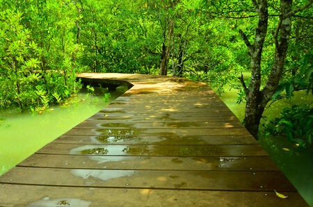 Wooden bridge in mangrove forestの写真素材