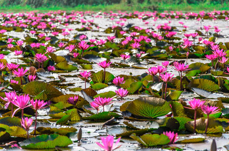 pink lotus in the lakeの写真素材