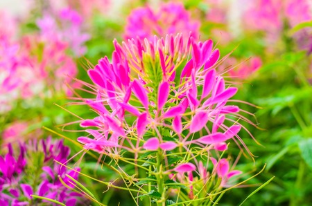 pink blossom flower with green backgroundの写真素材