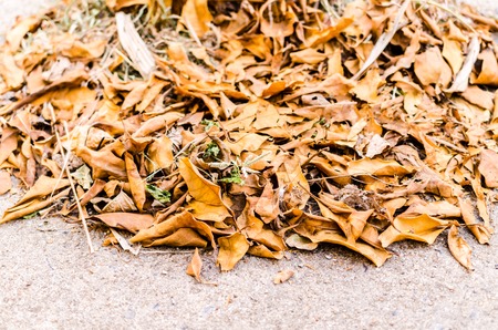 fallen dry leaf on the ground