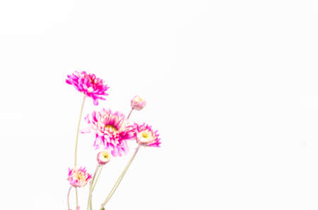 pink blossom chrysanthemum on white backgroundの写真素材