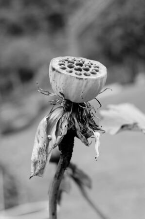 lotus seed on blur backgroundの写真素材