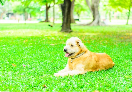 dog lying in the park
