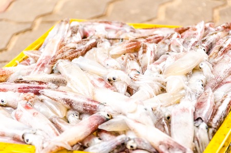 fresh squid in yellow box form the seaの写真素材