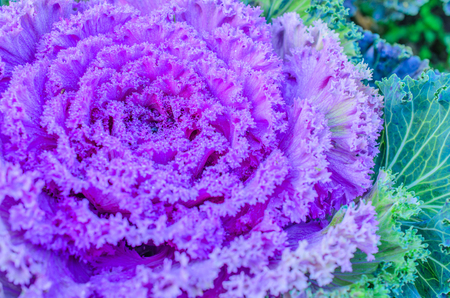 purple ornamental decorative cabbageの写真素材