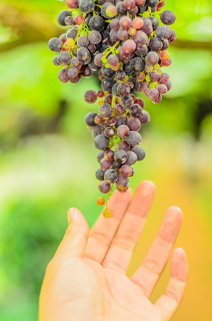 red grape ready to harvestの写真素材