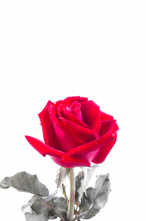 red rose flowerの写真素材