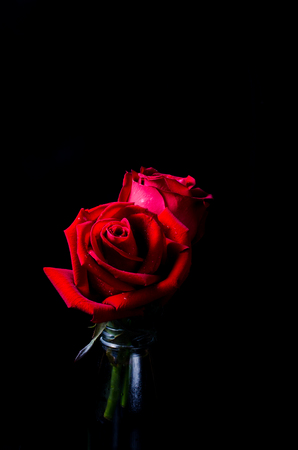 red roses  flower with reflection on black surface backgroundの写真素材