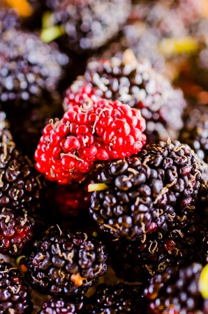 close up for group of mulberryの写真素材