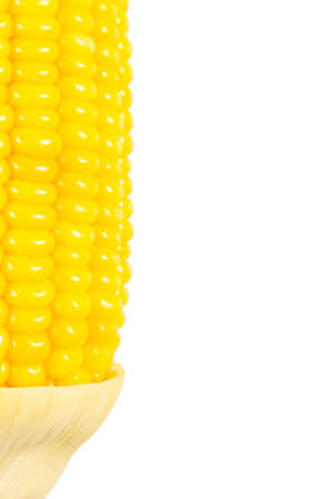 background of Yellow fresh cornの写真素材
