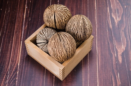 Cerbera odollam dried seed,pong pongの写真素材