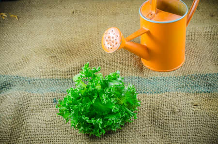 lettuce and watering can on sack cloth