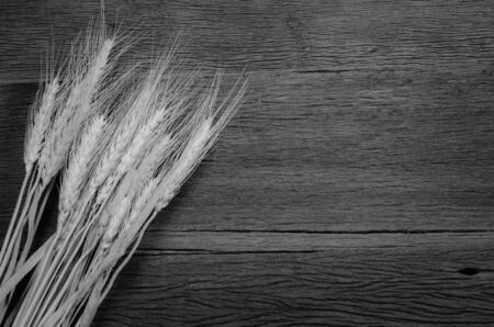 Barley grain is raw material of bread, beer, whiskeys, vodkasの写真素材