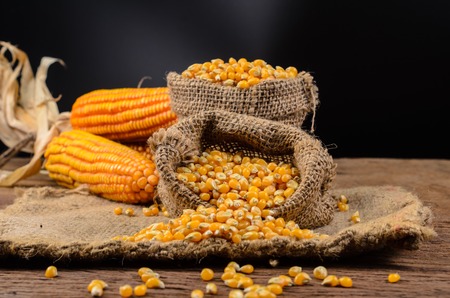 Dried corn seeds in sack bag on wooden board,agriculture productの写真素材