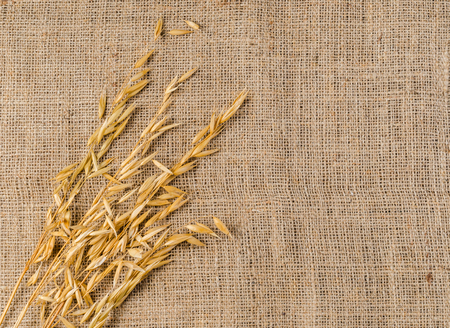 Oat cereal grain on sackcloth, agriculture productの写真素材