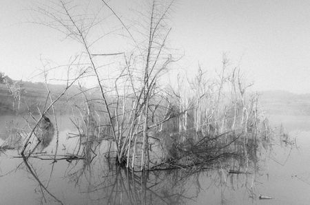 marsh with dried tree and reflecting from surface water in the morning