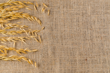 Oat cereal grain on sackcloth, agriculture productの写真素材