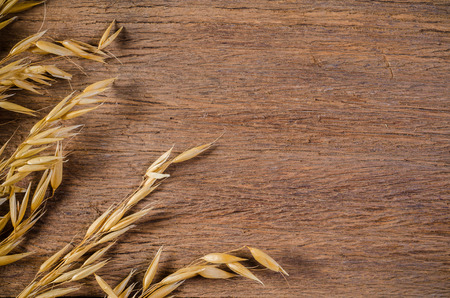 ear of oat grain on wooden board background, agriculture productの写真素材