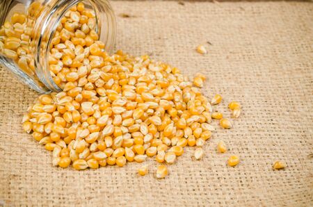 heap of dried corn seeds from glass jar with sackcloth ,agriculture productの写真素材