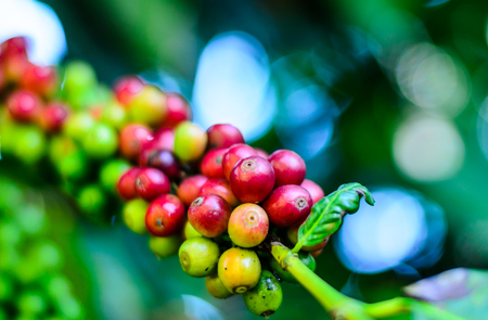 coffee bean,coffee tree,agriculture crop の写真素材