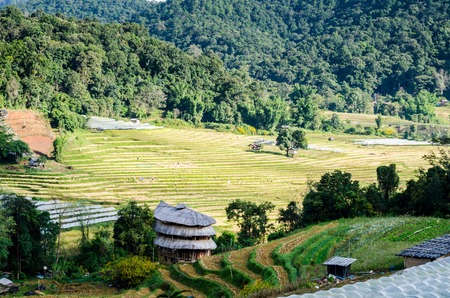 rice terrace at the north of Thailandの写真素材