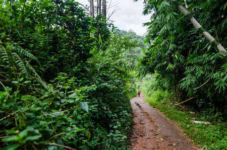 trekking trail in the rainforestの写真素材